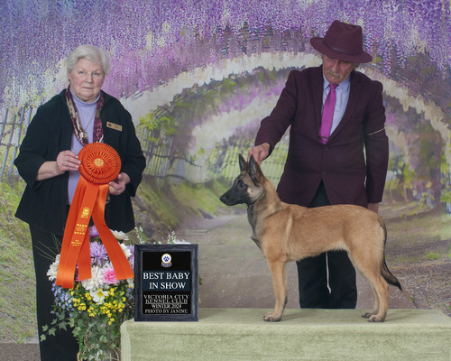 Ch. Letekoe's Winter Green NS HIC (Winter)